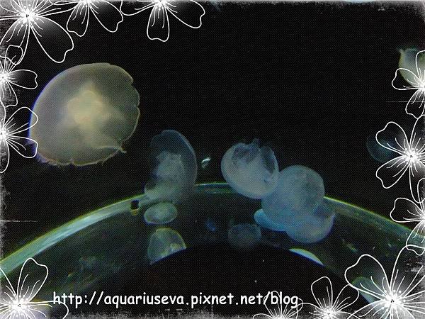 DSCF4387