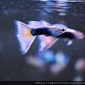 判斷懷孕孔雀魚幾時生小孩，孔雀魚繁殖指南｜水族箱姊弟