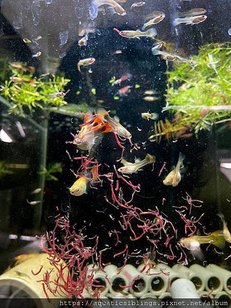 判斷懷孕孔雀魚幾時生小孩，孔雀魚繁殖指南｜水族箱姊弟