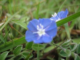 這種藍色小花叫土丁桂