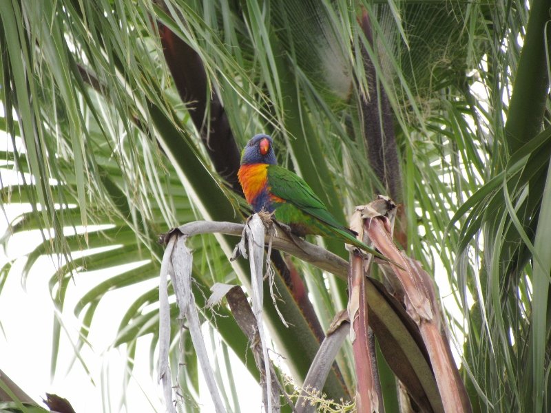 IMG_1863aRainbow lorikeet (800x600).jpg