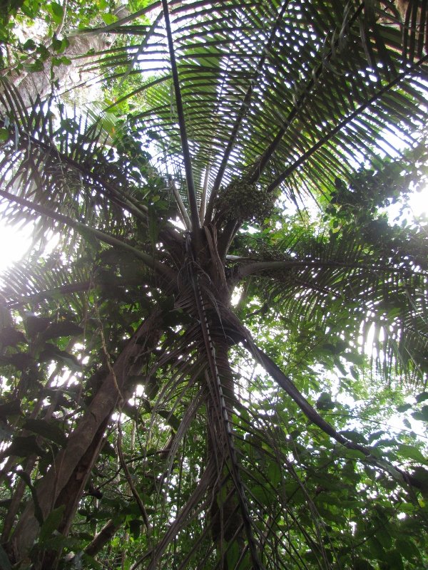 11IMG_5088 Grey Palm(600x800)