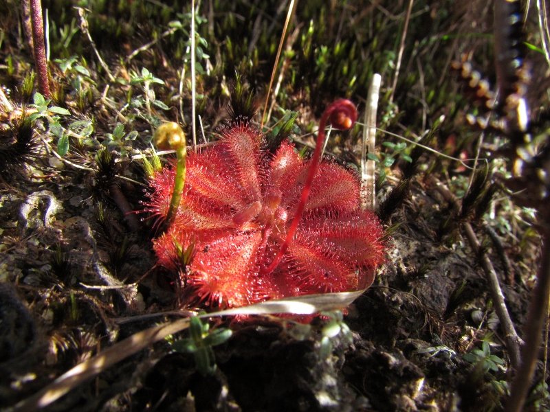 26IMG_5293Sundew (800x600)