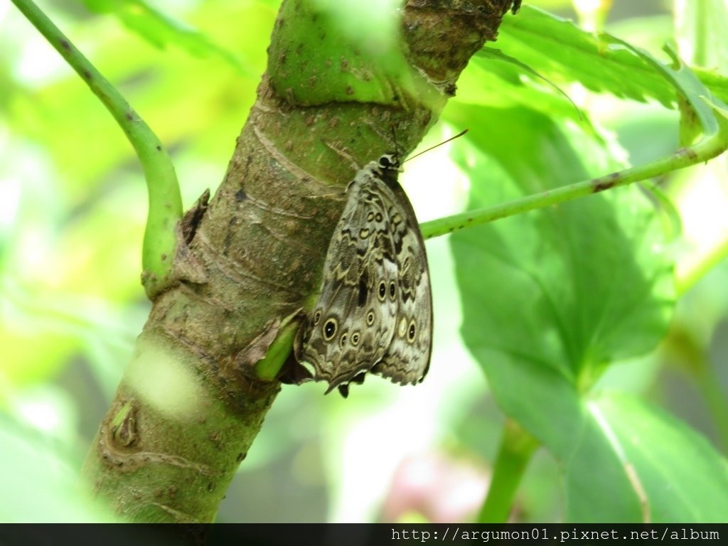 IMG_1010布氏蔭眼蝶(台灣黃斑蔭蝶)