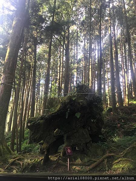 「嘉義住宿」阿里山賓館-阿里山/ 園區內住宿/合格阿里山飯店