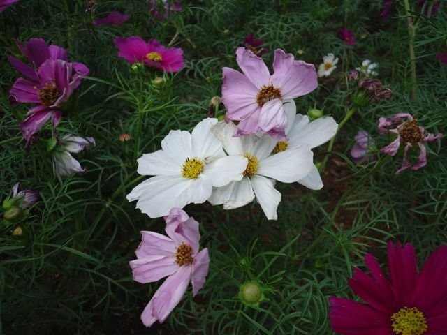 DSC04302.JPG