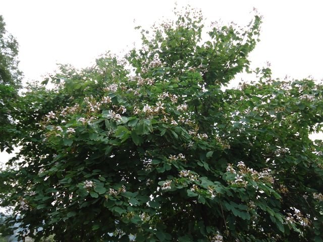 DSC09440.JPG