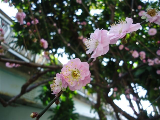 DSC05106.JPG
