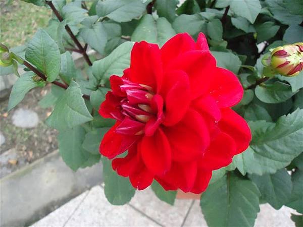 DSC02557 (2).JPG