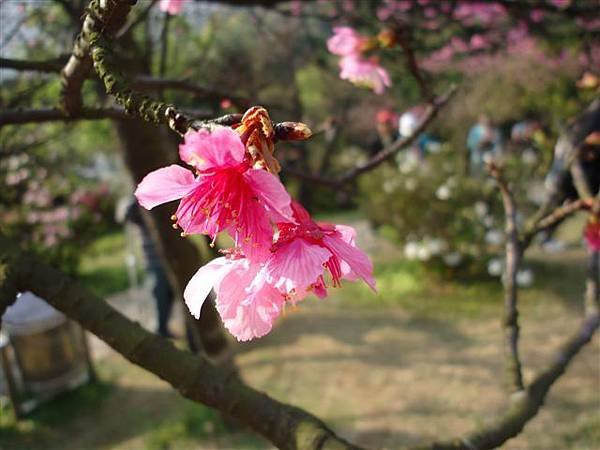 DSC00891