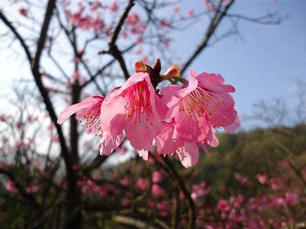 DSC00890