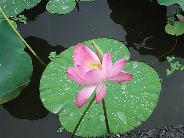 DSC09718.JPG