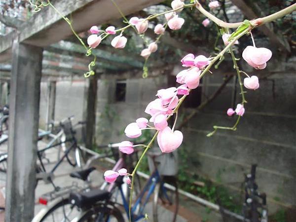 DSC07484