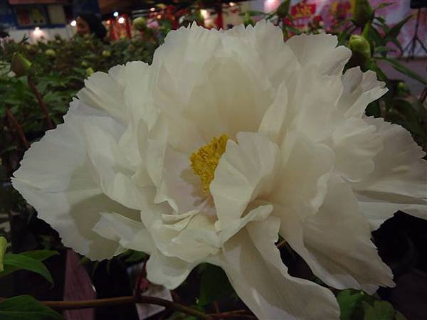 DSC00099.JPG