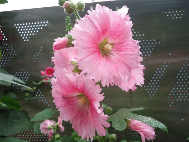 DSC04088