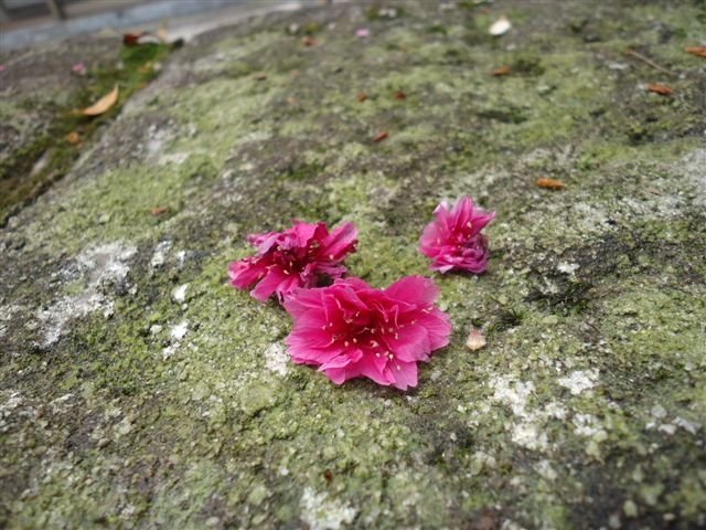 DSC05495.JPG