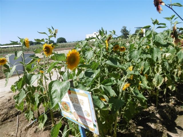 P1560680.JPG