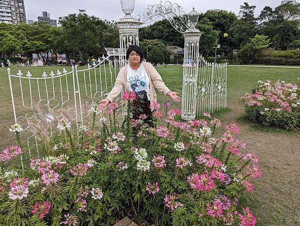 台北市/大安區/大安森林公園/醉蝶花之美