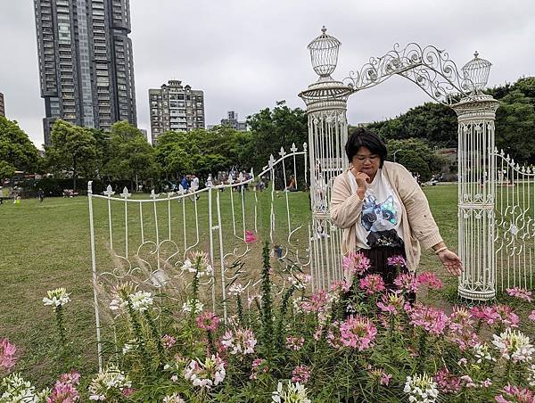 台北市/大安區/大安森林公園/醉蝶花之美