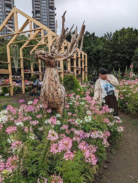 台北市/大安區/大安森林公園/醉蝶花之美