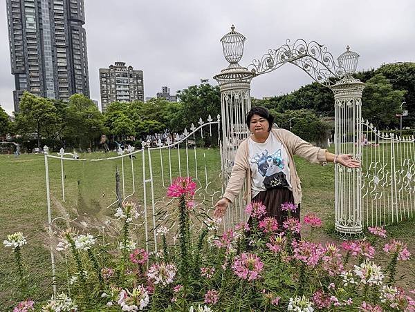 台北市/大安區/大安森林公園/醉蝶花之美