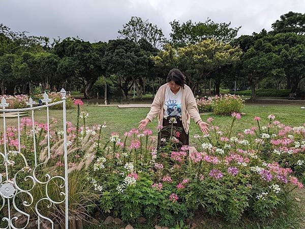 台北市/大安區/大安森林公園/醉蝶花之美