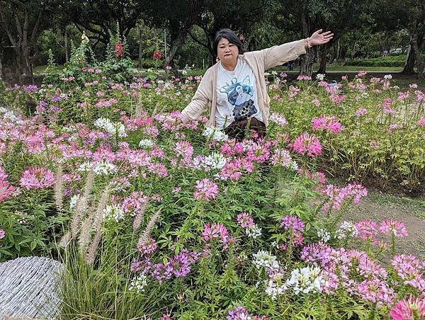 台北市/大安區/大安森林公園/醉蝶花之美