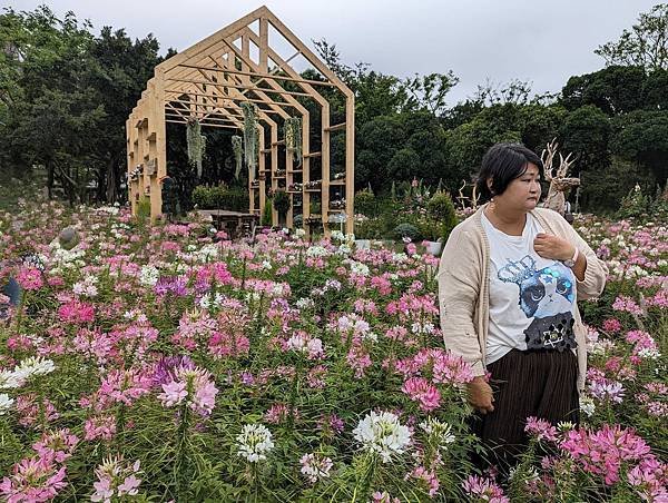 台北市/大安區/大安森林公園/醉蝶花之美