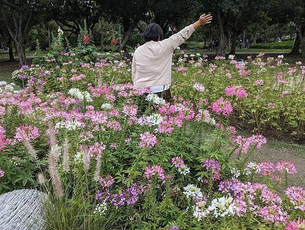 台北市/大安區/大安森林公園/醉蝶花之美