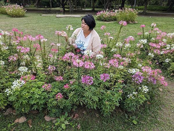 台北市/大安區/大安森林公園/醉蝶花之美