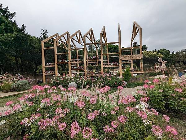 台北市/大安區/大安森林公園/醉蝶花之美