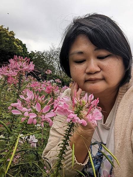 台北市/大安區/大安森林公園/醉蝶花之美