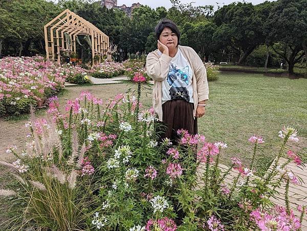 台北市/大安區/大安森林公園/醉蝶花之美