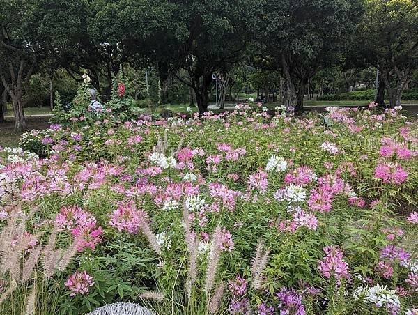 台北市/大安區/大安森林公園/醉蝶花之美