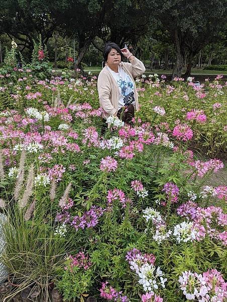 台北市/大安區/大安森林公園/醉蝶花之美