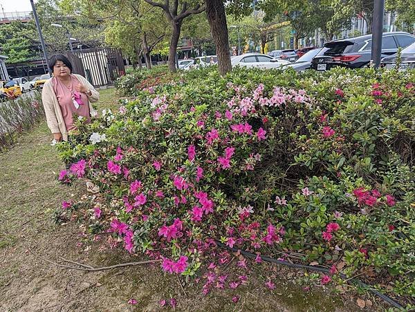 桃園市/中壢區/桃園高鐵站/杜鵑花賞拍趣