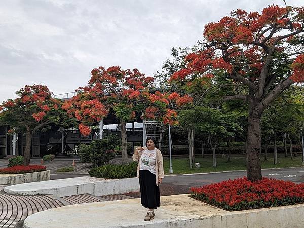 台北市/中山區/新生公園/火紅鳳凰花賞