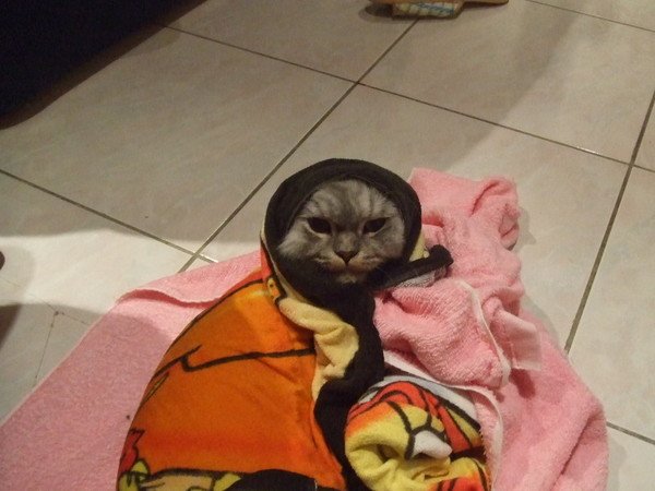 傻住不會動