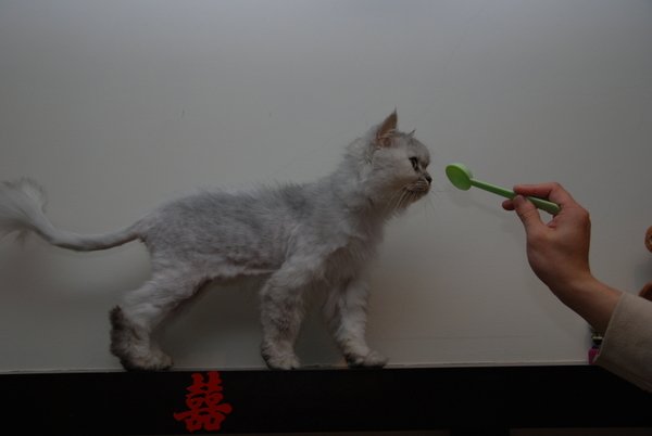 妹妹都站高高等吃