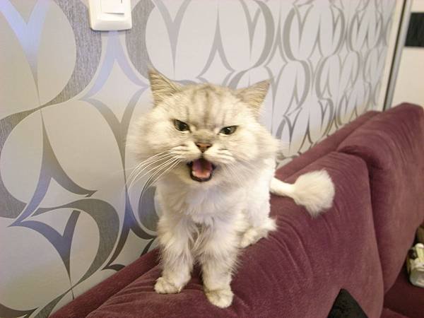 吵著要吃了~我還在猛拍~~