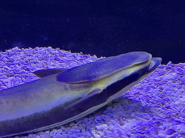 IMG_4353.JPG