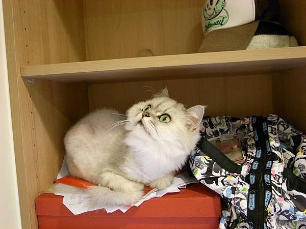卡妞連跳到櫃子上也不放過一直往上面看