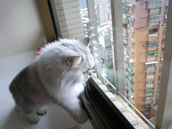 很認真的在看~~