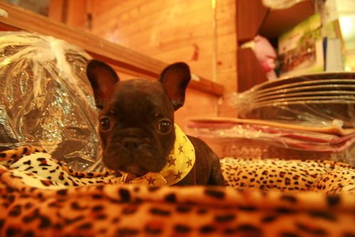 coco)