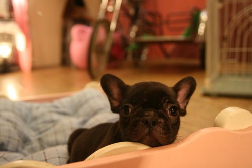 Rudy