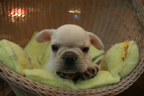 FiFi)