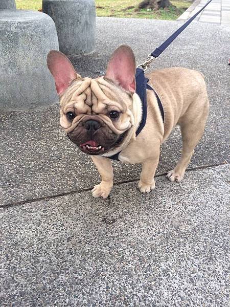 蹦秋