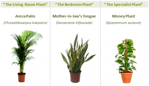 greenspaces_three_plants12.png