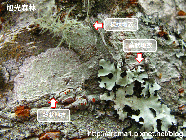 殼狀地衣+枝狀地衣+葉狀地衣