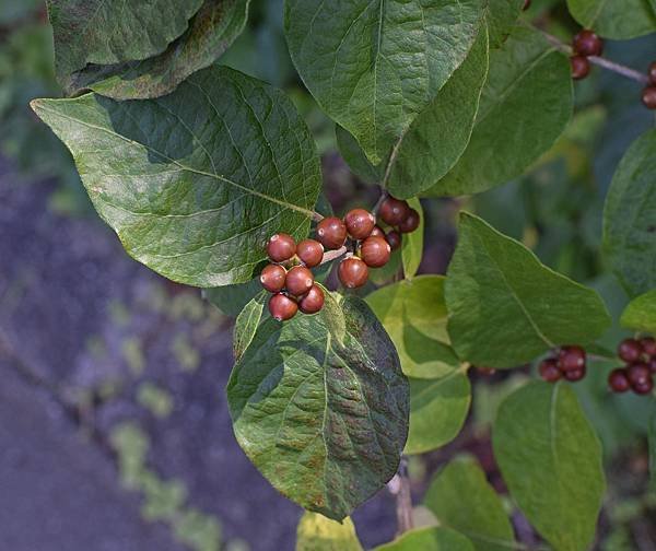 dogwood-berries-ripening-2733558_1920 (1).jpg